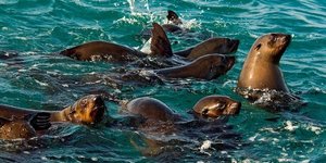 3. Cape Fur Seal